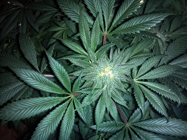 rostlina marihuany, zeleň