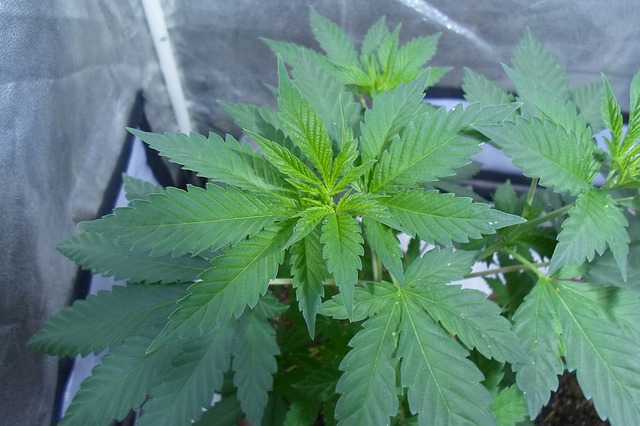mladá rostlinka marihuany