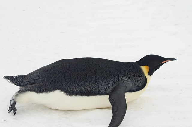 tučňák císařský na ledu