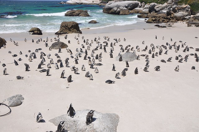 ostrov tučňáků
