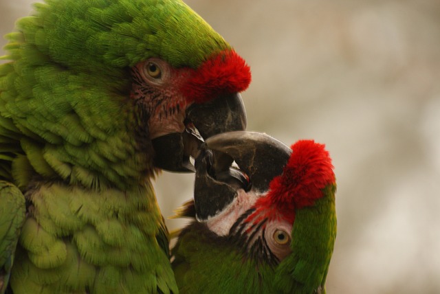 láska papoušků